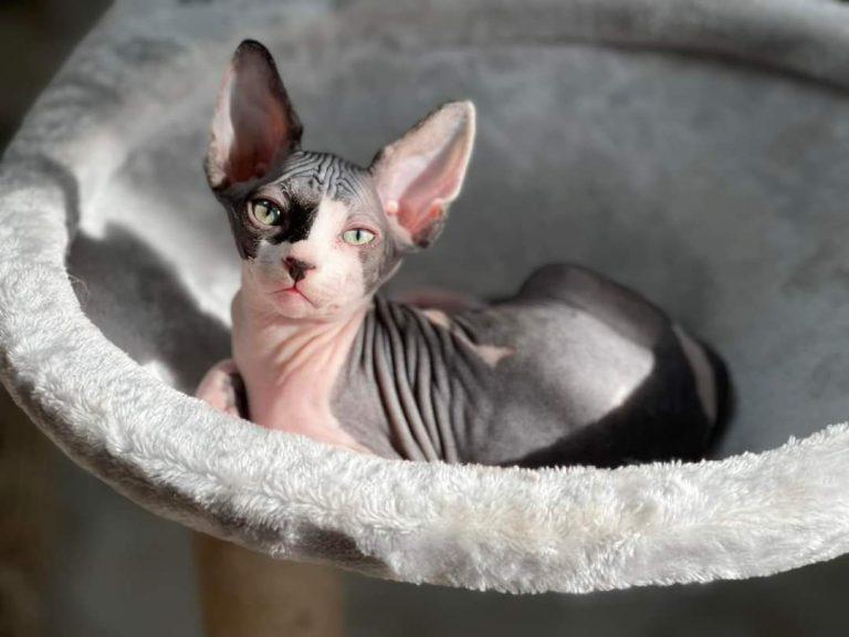 Hairless Cat in warm bed