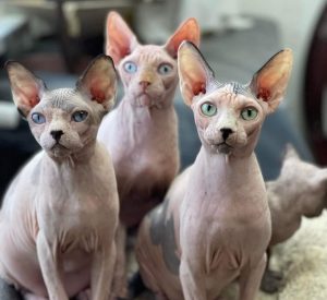Read more about the article How to care for a Sphynx. 4 great tips!