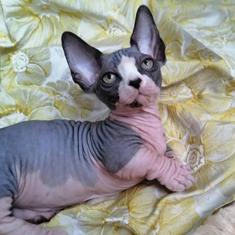 Bambino cat on a blanket, stubby legs visible